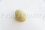 Auto-sexing- Rhodebar Based Olive/Green layer female/pullet chick (hatch date 10/28/25)