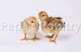 Auto-sexing- Rhodebar Based Olive/Green layer female/pullet chick (hatch date 06/07/22)