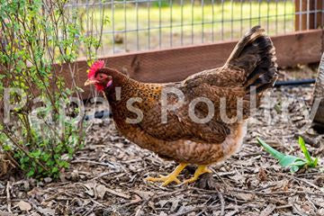 Auto-sexing- Rhodebar Based Olive/Green layer female/pullet chick (hatch date 06/07/22)