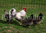 Auto-sexing- Cream Legbar Female Chick (split to lavender/opal) (pullet)