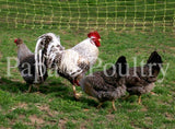 Auto-sexing- Cream Legbar Hatching Egg