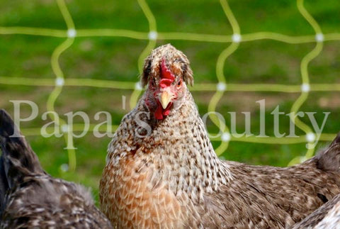 Auto-sexing- Cream Legbar Female Chick (pullet)- Hatch Date- 05/14/24