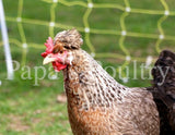 Auto-sexing- Cream Legbar Female Chick (pullet)- Hatch Date- 05/14/24
