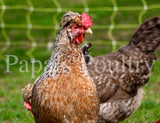 Auto-sexing- Cream Legbar Hatching Egg
