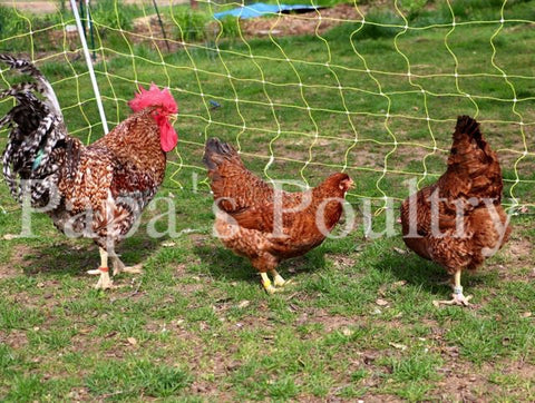 Auto-sexing- Rhodebar Chick Male (hatch date 09/30/25)