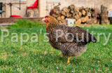 Auto-sexing- Female Chick (pullet) (hatch date 05/14/24)