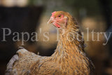 Brahma- Gold/Blue/Splash Partridge Hatching Egg (available now)