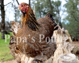 Brahma- Gold/Blue/Splash Partridge Hatching Egg (available now)