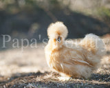 Bantam- Silkie/Sizzle/Frilkie/Cochin Chick (hatch date 09/16/25)