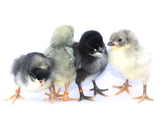 Variety pack of large fowl (straight run)- 6 OR 10 chicks (select ship date)