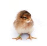 Elastic Chick Leg Bands