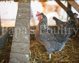 Auto-sexing- Cream Legbar Hatching Egg (available now)