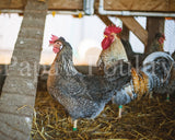 Auto-sexing- Cream Legbar Female Chick (split to lavender/opal) (pullet)