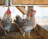 Auto-sexing- Cream Legbar Female Chick (split to lavender/opal) (pullet)