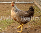 Auto-sexing- Cream Legbar Female Chick (split to lavender/opal) (pullet)