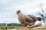 Auto-sexing- Cream Legbar Female Chick (split to lavender/opal) (pullet)