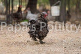 Bantam- Silkie/Sizzle/Satin/Frilkie Chick (hatch date 11/16/21)