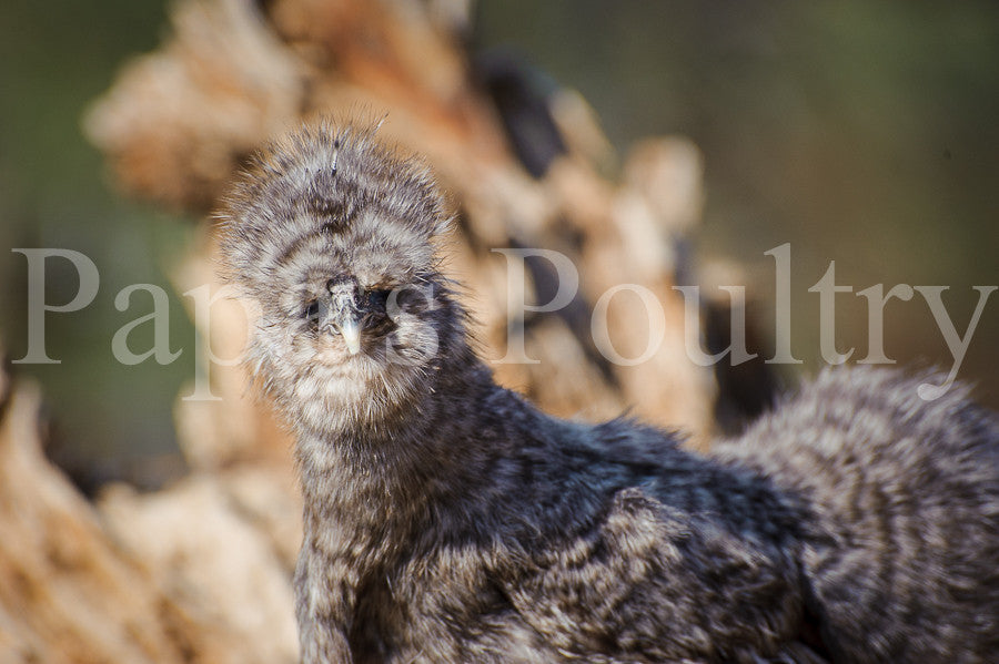 Bantam- Silkie/Sizzle/Satin/Frilkie Chick