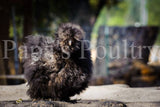 Bantam- Silkie/Sizzle/Satin/Frilkie Chick