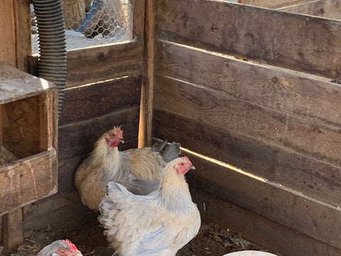 Orpington- Isabel Hatching Egg (available now)