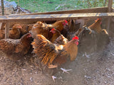 Orpington- Chocolate Gold Laced Chick (Hatch Date 10/14/25)