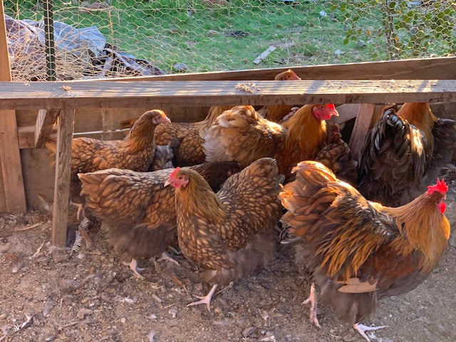 Orpington- Chocolate Gold Laced Chick