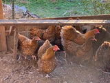 Orpington- Chocolate Gold Laced Chick (Hatch Date 10/14/25)