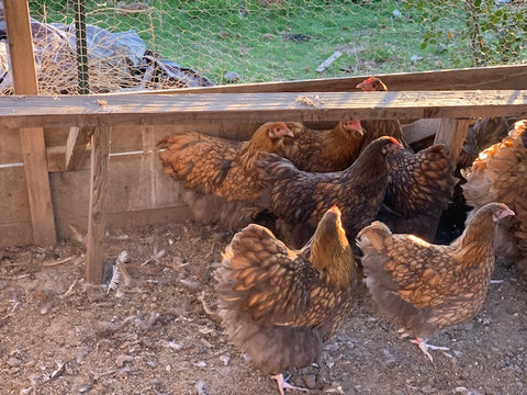 Orpington- Chocolate Gold Laced Hatching Egg