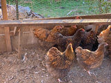 Orpington- Chocolate Gold Laced Chick (Hatch Date 10/14/25)