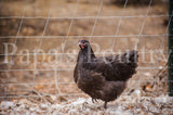 Orpington- Chocolate/Chocolate Mottled Hatching Egg