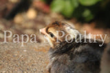 Auto-Sexing- Crested Cream Legbar Split to Opal Cockerel (hatch date- 10/28/25)