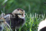 Auto-sexing- Cream Legbar Female Chick (split to lavender/opal) (pullet)