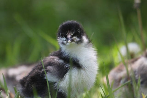 Marans- Blue, Black, Splash Copper Chick (hatch date 09/16/25)
