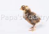 Auto-sexing (sex linked)- Marans Golden Cuckoo x Rhodebar Hatching Egg (available now)