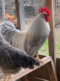 Auto-sexing- Cream Legbar Split to Opal Legbar Hatching Eggs