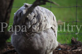 Orpington- Black split to Lavender/Lavender hatching egg