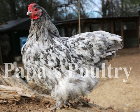 Orpington- Blue, Black, Splash Hatching Egg (available now)