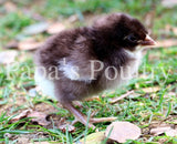 Orpington- Chocolate/Chocolate Mottled Hatching Egg