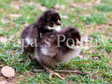 Orpington- Chocolate/Chocolate Mottled Hatching Egg