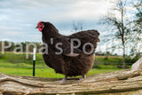 Orpington- Chocolate/Chocolate Mottled Hatching Egg