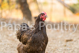 Orpington- Chocolate/Chocolate Mottled Hatching Egg