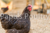 Orpington- Chocolate/Chocolate Mottled Hatching Egg