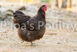 Orpington- Chocolate/Chocolate Mottled Hatching Egg