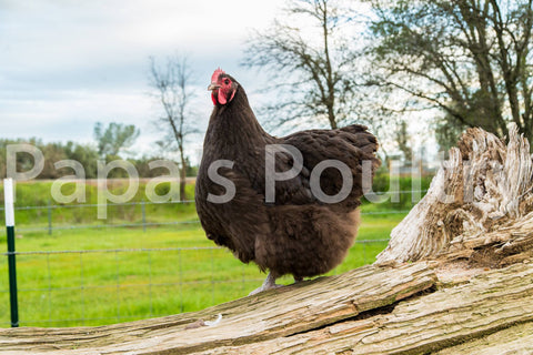 Orpington- Chocolate/Chocolate Mottled Chick