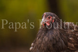 Orpington- Chocolate/Chocolate Mottled Hatching Egg