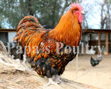 Orpington- Isabel Laced/Gold laced split to Isabel laced hatching eggs (available now)
