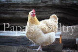 Orpington- Lemon Cuckoo Chick (hatch date 03/26/24)