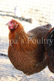 Orpington- Partridge/Blue Partridge Chick (hatch date 10/28/25)