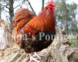 Orpington- Partridge/Blue Partridge Chick (hatch date 03/26/24)