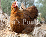 Orpington- Partridge/Blue Partridge Chick (hatch date 10/28/25)